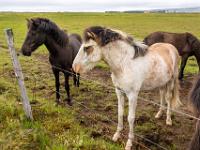 Die Pferde nähern sich neugierig